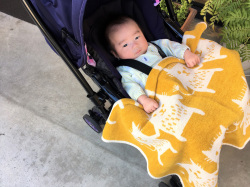 SCブランケット/ボブキャット（ミニ）