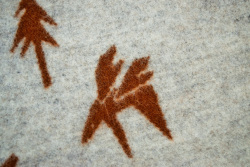 Wブランケット/MORSES GO TO THE MOON（シングル）