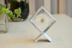 タンポポ（5ｃｍ）