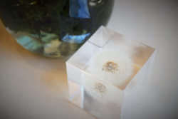 タンポポ（5ｃｍ）