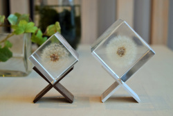 タンポポ（5ｃｍ）