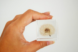 タンポポ（4ｃｍ）