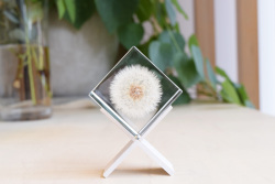 Sola cube] タンポポ（4cm角）- ならの実