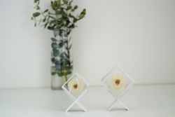 タンポポ（4ｃｍ）