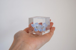 デルフィニウム