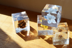 デルフィニウム