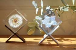 デルフィニウム