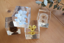 デルフィニウム